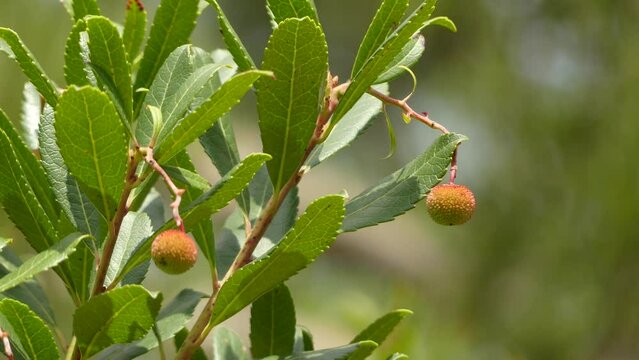 Arbutus unedo (strawberry tree) is an evergreen shrub or small tree in the family Ericaceae, known as either Irish strawberry tree, or cain or cane apple, or sometimes Killarney.