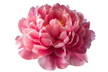 Bright pink peony flower isolated on white. Tender floral photo cutout