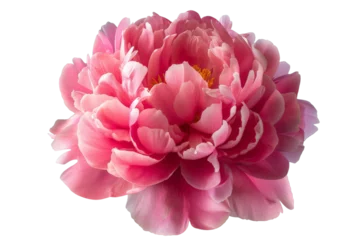 Bright pink peony flower isolated on white. Tender floral photo cutout