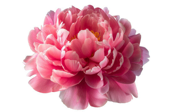Bright pink peony flower isolated on white. Tender floral photo cutout