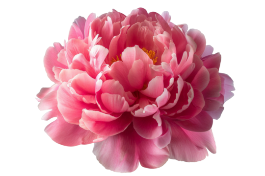 Bright pink peony flower isolated on white. Tender floral photo cutout
