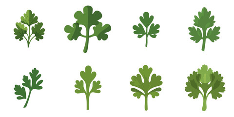 Vector illustration of parsley with multiple simple designs - obrazy, fototapety, plakaty