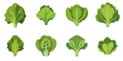 Vector illustration of lettuces with multiple simple designs