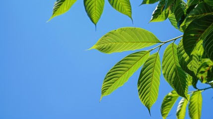 Obraz premium Isolated walnut leaves with blue sky background and space for text