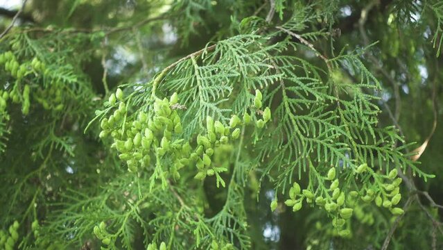 Chamaecyparis lawsoniana, known as Port Orford cedar or Lawson cypress, is conifer in genus Chamaecyparis, family Cupressaceae. It is native to Oregon and northwestern California