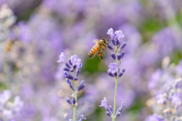 honey bee flying toa  lavender blossom for a nectar