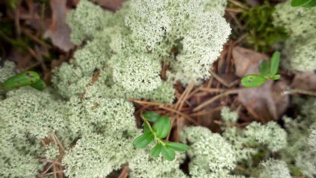 Cladonia stellaris is an important lichen