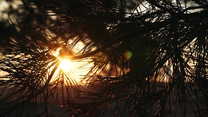 pine branch sunset, sun glare trees, dusk nature lights, serene evening glow, twilight forest...