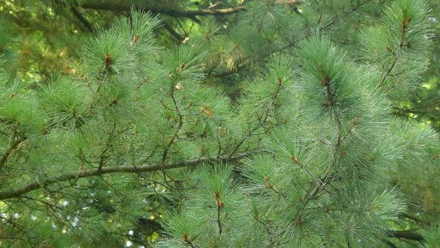 Pinus strobus, commonly known as eastern white pine, white pine, northern white pine, Weymouth pine, and soft pine is large pine native to eastern North America.