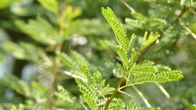 Acacia karroo, commonly known as Sweet thorn. Common names: Acacia, Common acacia, Karoo thorn, Doringboom, Soetdoring, Cape gum, Cassie, Piquants blancs, Cassie piquants blancs, Cockspur thorn.