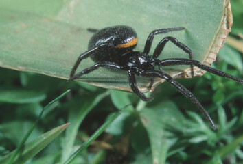 False black widow spider (Steatoda paykulliana), Sardinia, Italy