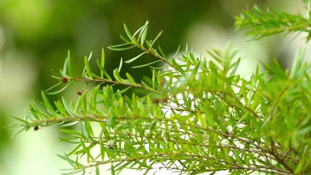 Sannantha (Baeckea) virgata in family, Myrtaceae