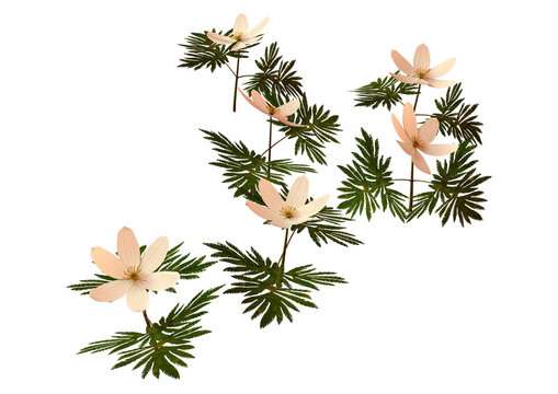 3D Rendering Wood Anemone on White