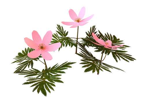 3D Rendering Wood Anemone on White