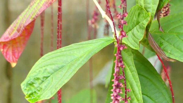 Trichostigma peruvianum in family Petiveriaceae