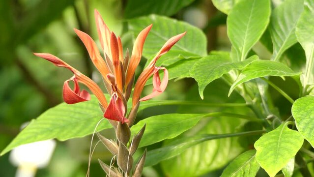 Aphelandra gigantiflora. Aphelandra is a genus of about 170 species of flowering plants in family Acanthaceae, native to tropical regions of Americas.