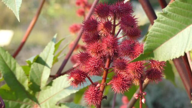 Ricinus communis, castor bean or castor oil plant, is species of perennial flowering plant in spurge family, Euphorbiaceae. It is sole species in monotypic genus, Ricinus, and subtribe, Ricininae.