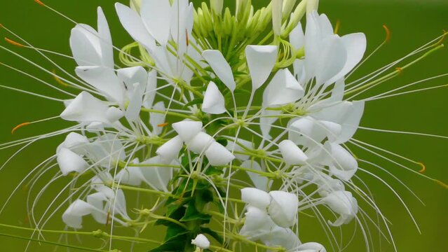 Cleome in family Cleomaceae