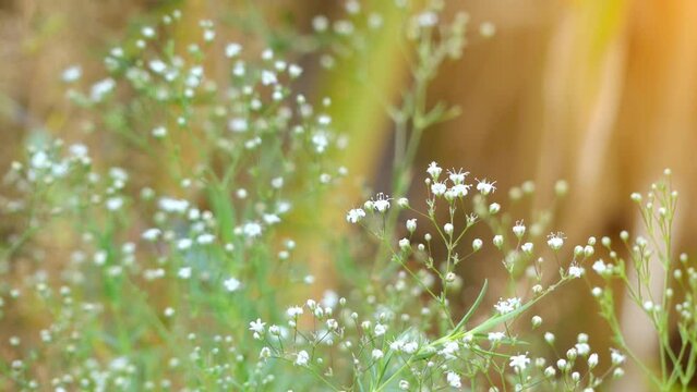 Gypsophila paniculata (babys breath)