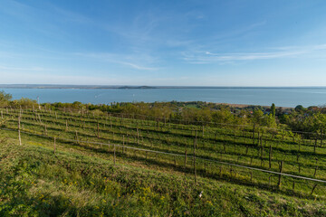 Fototapeta na wymiar View of the Hungarian sea and vineyards.