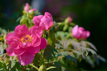 pink flowers in the garden - 787179624