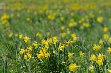 wild yellow daffodils in the field - 787180064