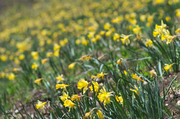 wild yellow daffodils in the field - 787180278