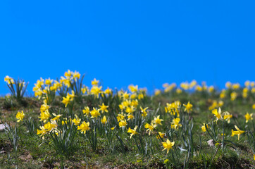 yellow flowers in the mountain meadow in blue sky - 787180415