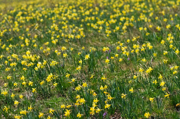 wild yellow daffodils in the field - 787180418