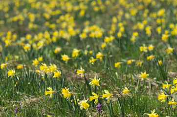 wild yellow daffodils in the field - 787180426