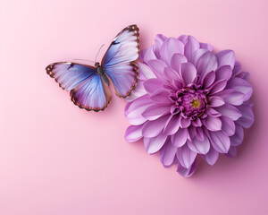Purple flower and purple butterfly on a pink background. Minimal spring and summer idea. Floral greeting card. Flat lay
