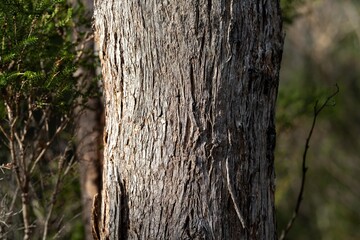 beautiful gum Trees and shrubs in the Australian bush forest. Gumtrees and native plants growing in Australia in spring