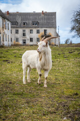Ziege zwischen Ruinen und zerfallene H&auml;user auf der ehemals milit&auml;rischen Halbinsel Wustrow an der Ostsee