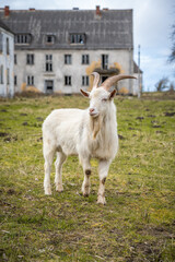 Ziege zwischen Ruinen und zerfallene H&auml;user auf der ehemals milit&auml;rischen Halbinsel Wustrow an der Ostsee