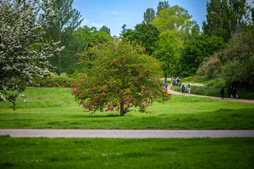 Blossoming trees in Hyde Park in spring