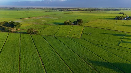 campo