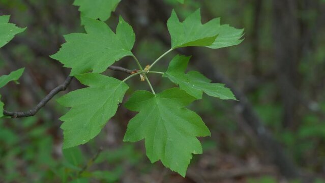 Wild Service Tree, green leaves (Sorbus torminalis) - (4K)