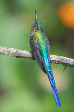 Beautiful Violet-tailed sylph hummingbird with long iridescent tail perched on a branch. Aglaiocercus coelestis