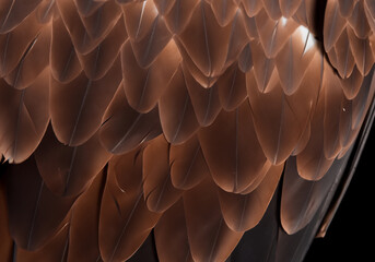 Close up The eagle feathers