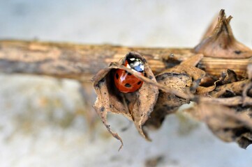 Coccinelle