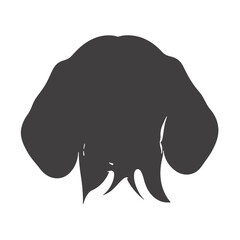 Close-up portrait of  Beagle dog.