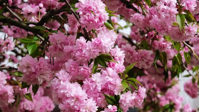 Pink Sakura blossom close-up. Close-up of delicate pink blooms on Japanese cherry tree Prunus serrulata branch. Perfect for spring concepts. Horizontal slow motion footage.