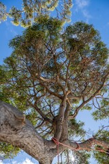 beautiful gum Trees and shrubs in the Australian bush forest. Gumtrees and native plants growing in Australia in spring