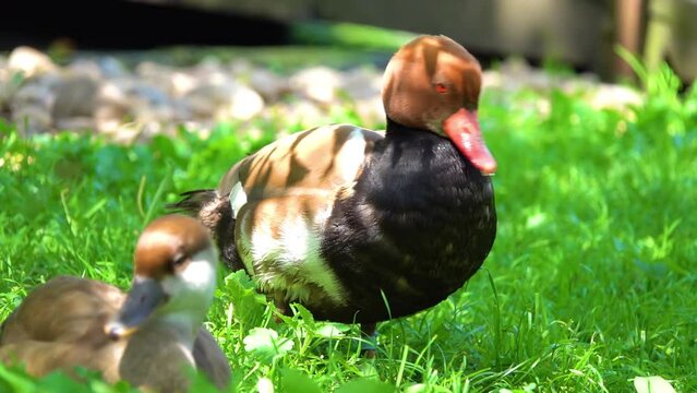 Red-crested pochard (Netta rufina) is large diving duck. Its breeding habitat is lowland marshes and lakes in southern Europe and Central Asia, wintering in the Indian Subcontinent and Africa.