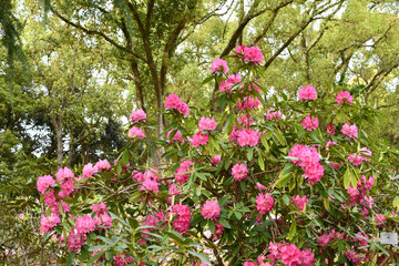 Fototapeta premium シャクナゲの花