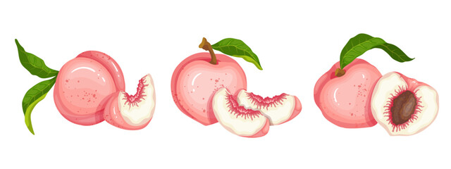 Set of ripe, juicy peach fruits and nectarine pieces.Vector graphics.