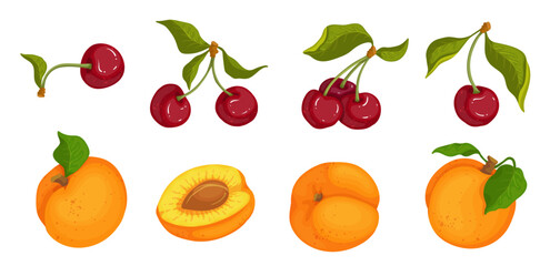Set of ripe, juicy apricots and red cherry berries.Vector graphics.