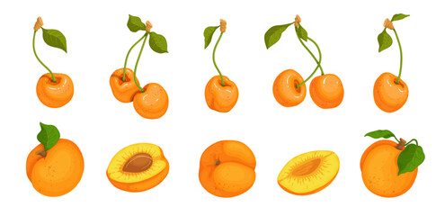 Set of ripe, juicy apricot fruits and yellow cherry berries.Vector graphics.
