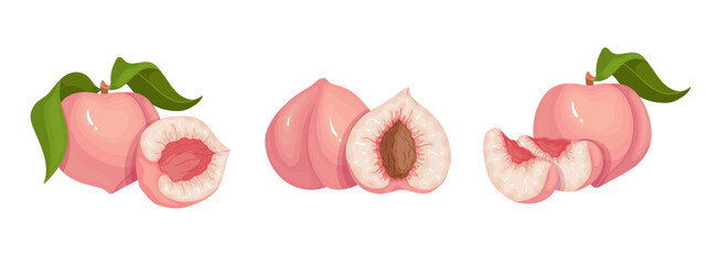Set of ripe, juicy peach fruits and nectarine pieces.Vector graphics.