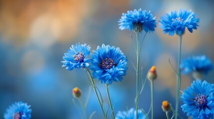 Closeup photo of blue cornflowers against blurry background
